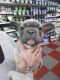 French Bulldog Puppies for sale in Pennsylvania Plaza, New York, NY, USA. price: NA