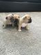 French Bulldog Puppies for sale in Halifax, VA, USA. price: NA
