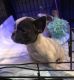 French Bulldog Puppies for sale in Oxnard, CA, USA. price: $3,200