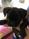 French Bulldog Puppies for sale in Springfield, OR, USA. price: NA