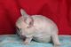 French Bulldog Puppies for sale in Norwalk, CA 90650, USA. price: $2,500