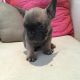 French Bulldog Puppies for sale in Silver Spring, MD, USA. price: NA