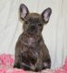 French Bulldog Puppies for sale in Cedar Springs, MI 49319, USA. price: $2,800