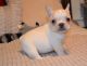 French Bulldog Puppies for sale in NJ-38, Mt Holly, NJ, USA. price: NA