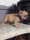 French Bulldog Puppies for sale in Plainfield, NJ 07063, USA. price: NA