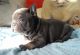 French Bulldog Puppies for sale in Plainfield, NJ 07063, USA. price: NA