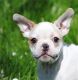 French Bulldog Puppies for sale in Oakland, OR 97462, USA. price: $2,900
