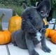 French Bulldog Puppies for sale in Manassas, VA, USA. price: $600