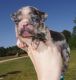 French Bulldog Puppies for sale in Lumber Bridge, NC 28357, USA. price: NA