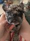 French Bulldog Puppies for sale in Orange, TX, USA. price: $5,500