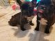 French Bulldog Puppies for sale in Pelion, SC 29123, USA. price: $1,100