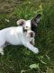 French Bulldog Puppies for sale in Cathlamet, WA 98612, USA. price: $3,000
