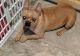 French Bulldog Puppies for sale in McComb, MS, USA. price: NA