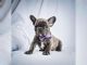 French Bulldog Puppies for sale in Florida City, FL, USA. price: $450