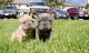 French Bulldog Puppies for sale in Chicago Heights, IL, USA. price: NA