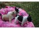 French Bulldog Puppies for sale in San Antonio, TX 78288, USA. price: NA