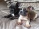 French Bulldog Puppies for sale in Colorado Springs, CO 80903, USA. price: NA