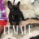 French Bulldog Puppies for sale in Clarksville, TN, USA. price: NA