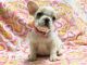French Bulldog Puppies for sale in Lake Forest, CA 92630, USA. price: $2,500