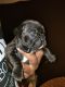 French Bulldog Puppies for sale in DeSoto, TX 75115, USA. price: NA