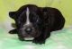 French Bulldog Puppies for sale in Abilene, KS 67410, USA. price: NA