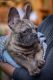 French Bulldog Puppies for sale in Antioch, IL 60002, USA. price: NA