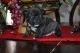 French Bulldog Puppies for sale in Ozone Park, Queens, NY, USA. price: NA