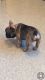 French Bulldog Puppies for sale in Colorado Springs, CO 80903, USA. price: NA