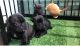 French Bulldog Puppies for sale in Tryon, NC 28782, USA. price: NA
