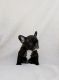 French Bulldog Puppies for sale in Pleasanton, CA, USA. price: NA