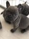 French Bulldog Puppies for sale in Jersey City, NJ, USA. price: $400