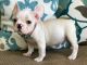 French Bulldog Puppies for sale in Lake Forest, CA, USA. price: $2,800