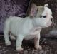 French Bulldog Puppies for sale in Florida Ave, Paterson, NJ 07503, USA. price: NA