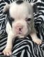 French Bulldog Puppies for sale in Nebraska City, NE 68410, USA. price: $210