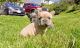 French Bulldog Puppies for sale in Columbus, OH 43215, USA. price: NA