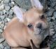 French Bulldog Puppies for sale in Flemington, FL 32686, USA. price: NA