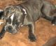 French Bulldog Puppies for sale in Oak Park, MI 48237, USA. price: NA