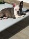 French Bulldog Puppies for sale in Oak Park, MI 48237, USA. price: $4,195