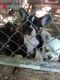 French Bulldog Puppies for sale in Dundas, IL 62425, USA. price: $1,800