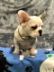 French Bulldog Puppies for sale in Lake Forest, CA 92630, USA. price: $2,200
