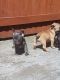 French Bulldog Puppies for sale in Matawan Rd, Matawan, NJ, USA. price: $500