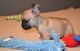 French Bulldog Puppies for sale in Orange Park, FL 32073, USA. price: $600