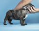 French Bulldog Puppies for sale in Imperial Beach, CA, USA. price: NA