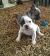 French Bulldog Puppies for sale in Vineland, NJ, USA. price: NA