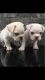 French Bulldog Puppies for sale in Buffalo, NY 14202, USA. price: NA