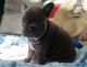 French Bulldog Puppies for sale in Garden Grove, CA, USA. price: NA