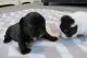 French Bulldog Puppies for sale in Springville, UT, USA. price: $3,000