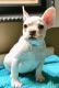 French Bulldog Puppies for sale in Lake Forest, CA, USA. price: $2,300