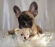French Bulldog Puppies for sale in Hemet, CA 92543, USA. price: $2,500