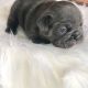 French Bulldog Puppies for sale in Norfolk, VA, USA. price: $4